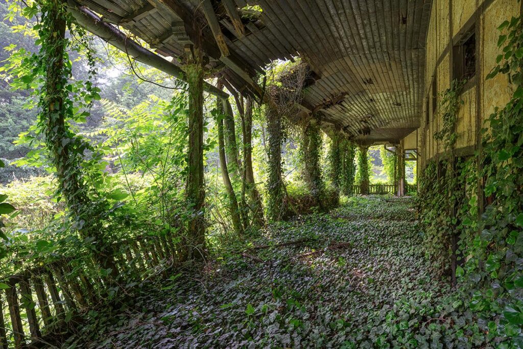 A Carpet of Leaves by Daanoe