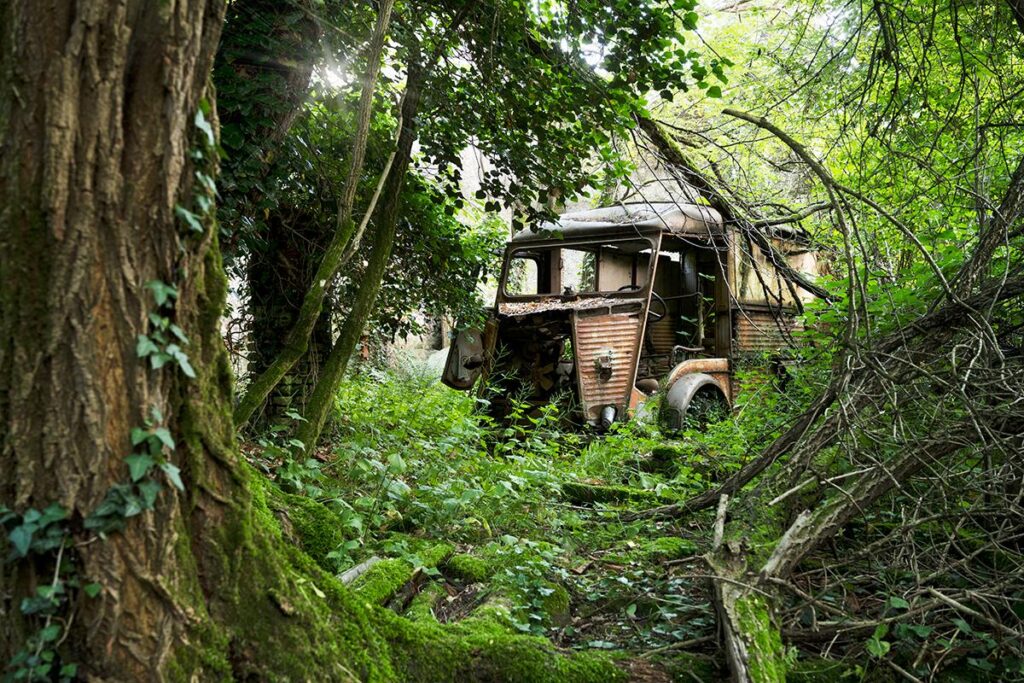 Lost In The Trees by Daanoe